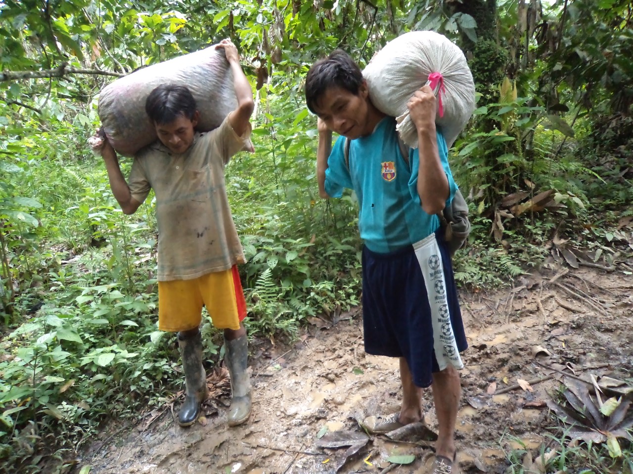 Carrying cacao through the jungle to the market